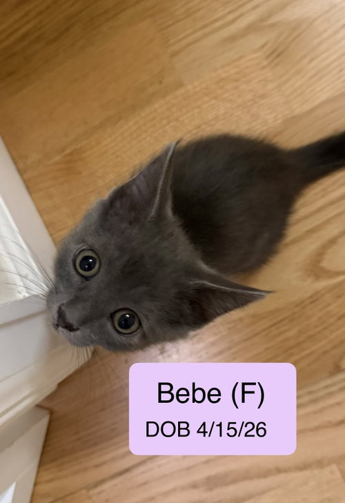 Bebe, Baby Domestic Short Hair / Mixed (short coat), cat for adoption in Oakley, California