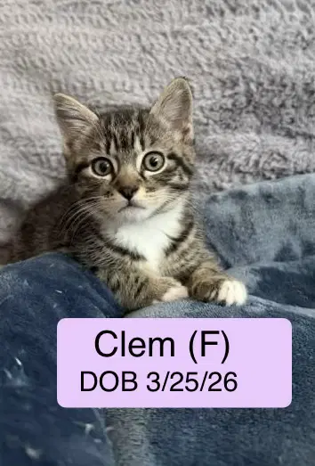 Clem image 4