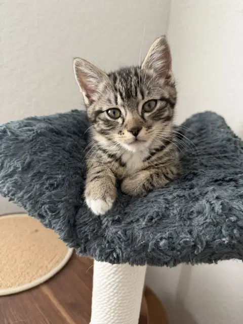 Clem - Tabby