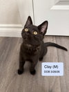 Clay