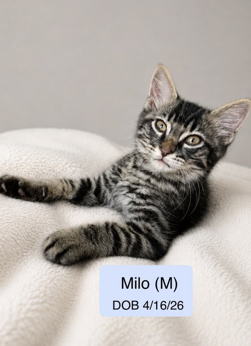 Milo