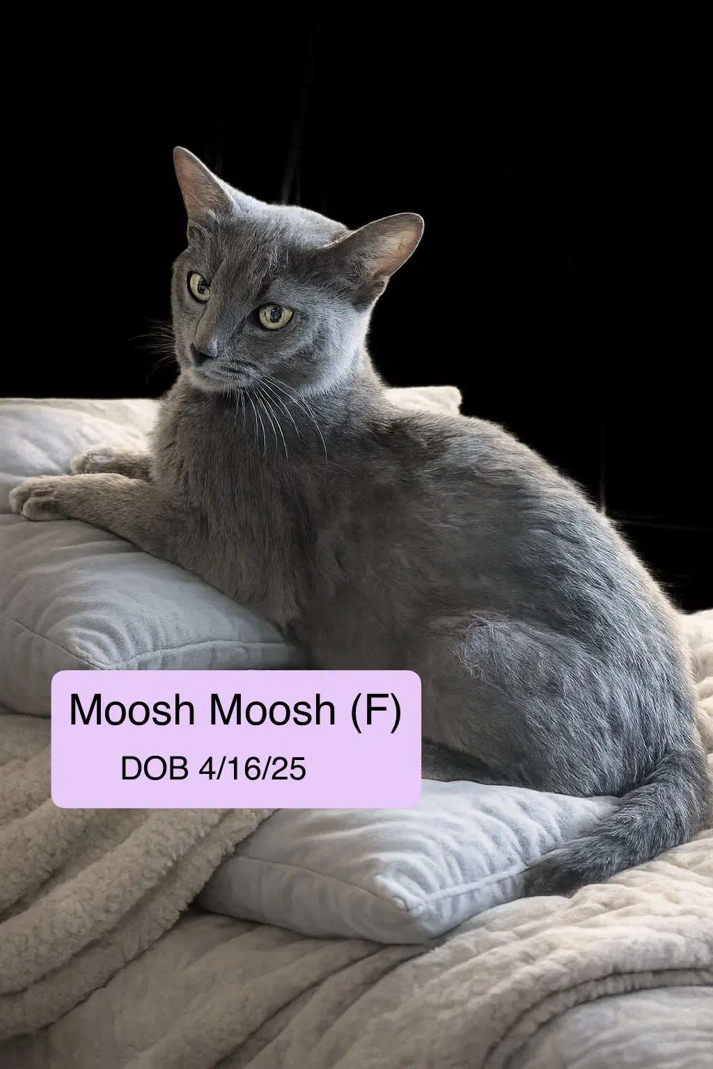 Moosh-Moosh - Domestic Short Hair