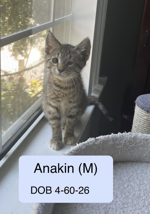 Anakin, Baby Tabby / Domestic Short Hair / Mixed (short coat), cat for adoption in Vacaville, California