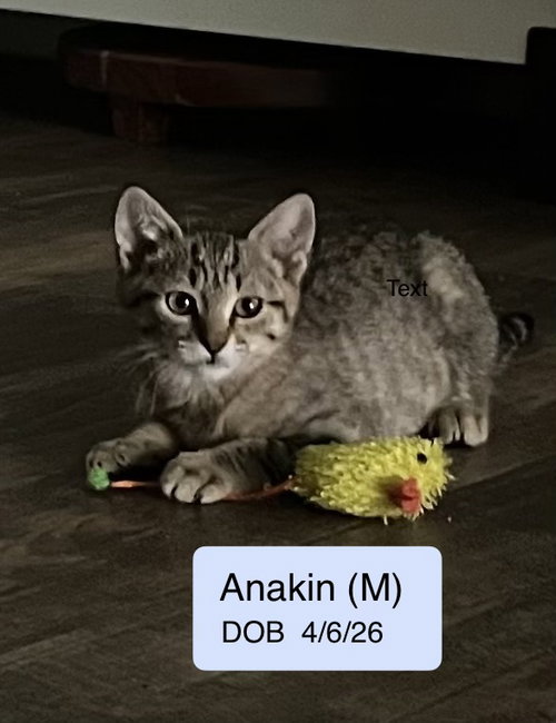 Photo 2 of Anakin