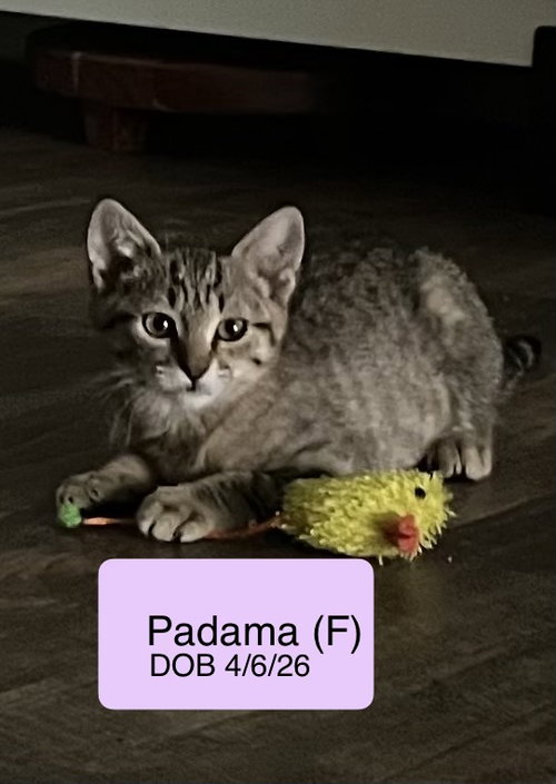Padama, Baby Tabby / Domestic Short Hair / Mixed (short coat), cat for adoption in Vacaville, California