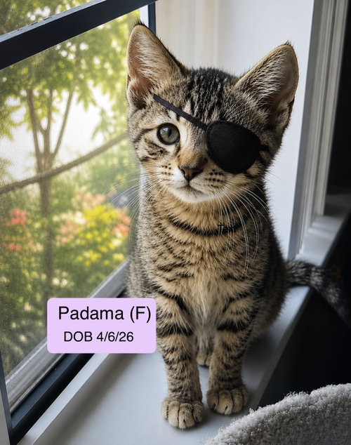 Photo 3 of Padama