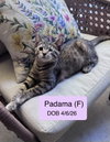 Padama