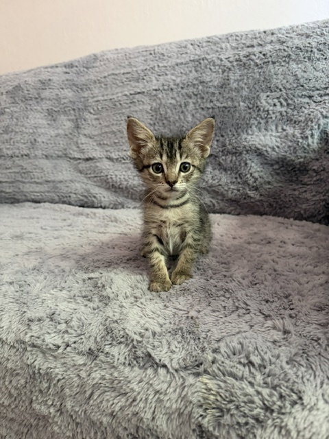 Minnow, photo 6