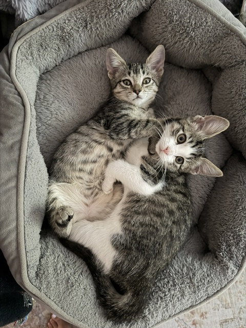Minnow, photo 8
