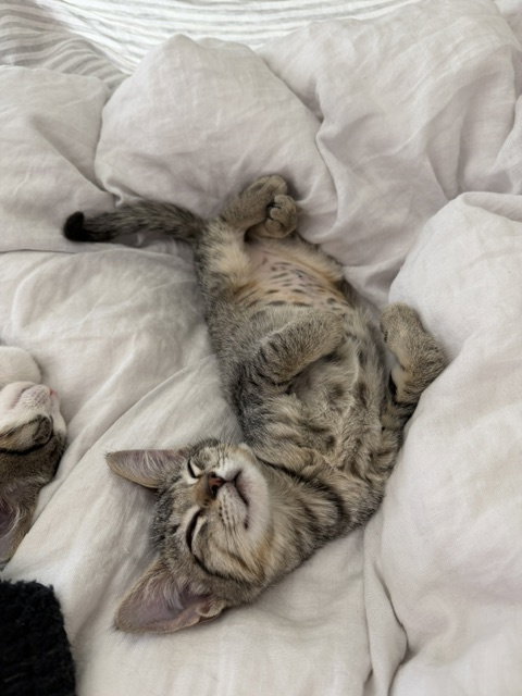 Minnow, photo 2