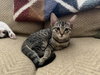 Minnow (Bonded w/ Trout)