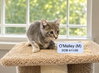 O’Malley