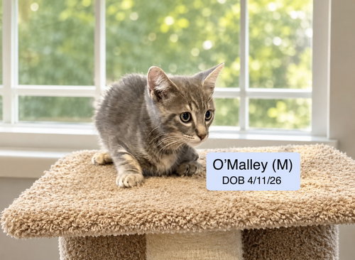 O’Malley, a cat for adoption from Cat Tales Rescue