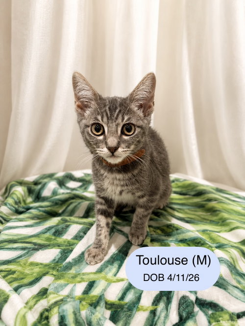 Toulouse, a cat for adoption from Cat Tales Rescue
