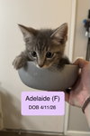 Adelaide