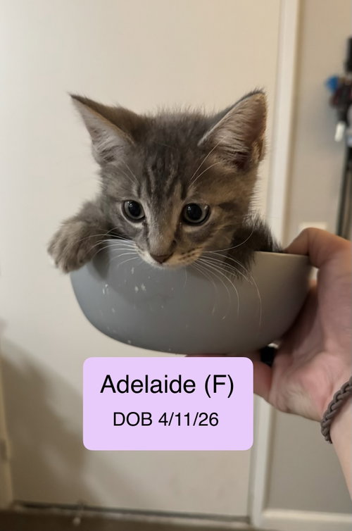 Adelaide, a cat for adoption from Cat Tales Rescue