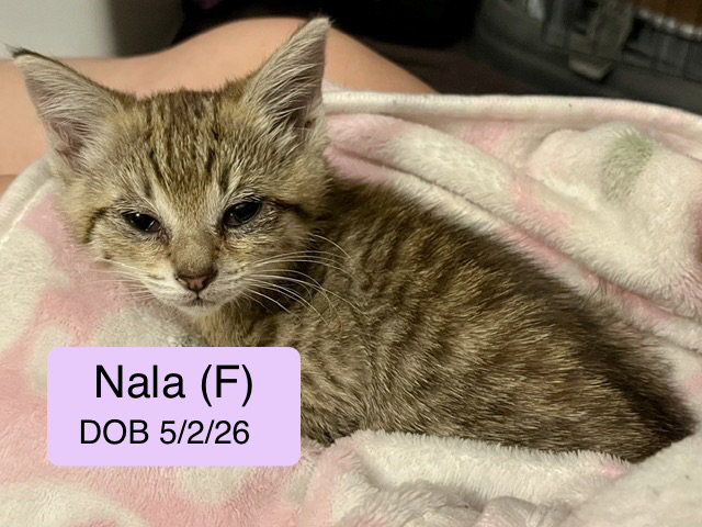 Nala, photo 8