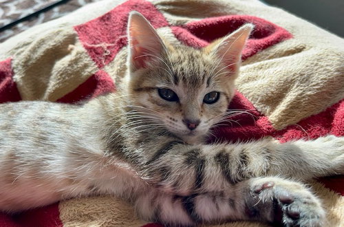 Nala