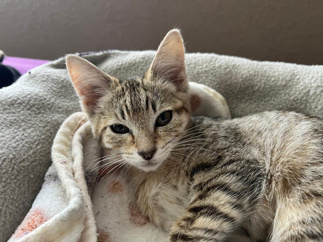 Nala, photo 9