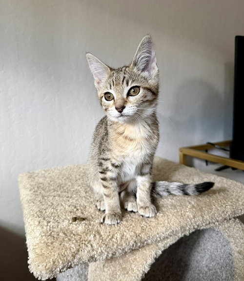 Photo 6 of Nala
