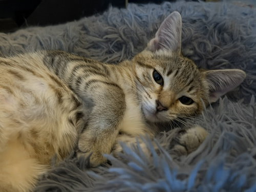 Photo 2 of Nala