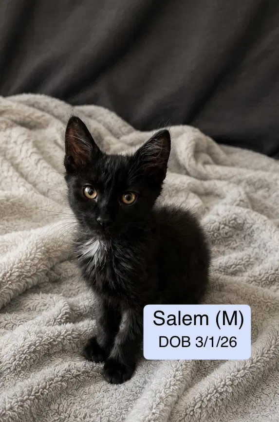 Salem - Domestic Medium Hair