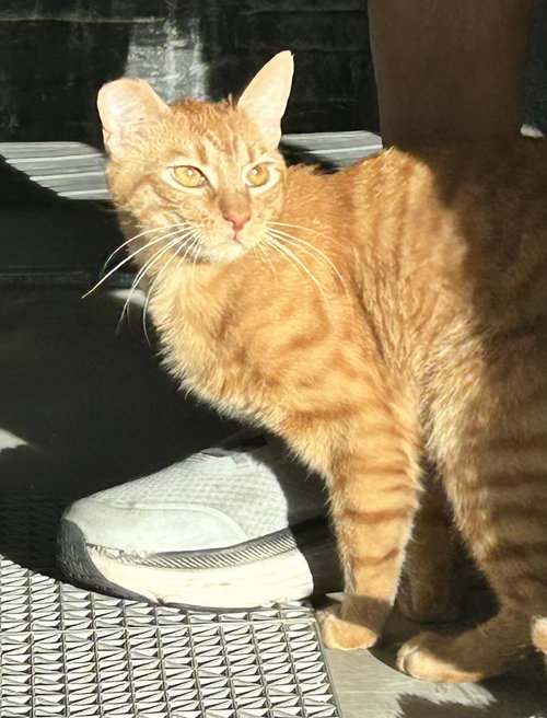 Photo 5 of Copper