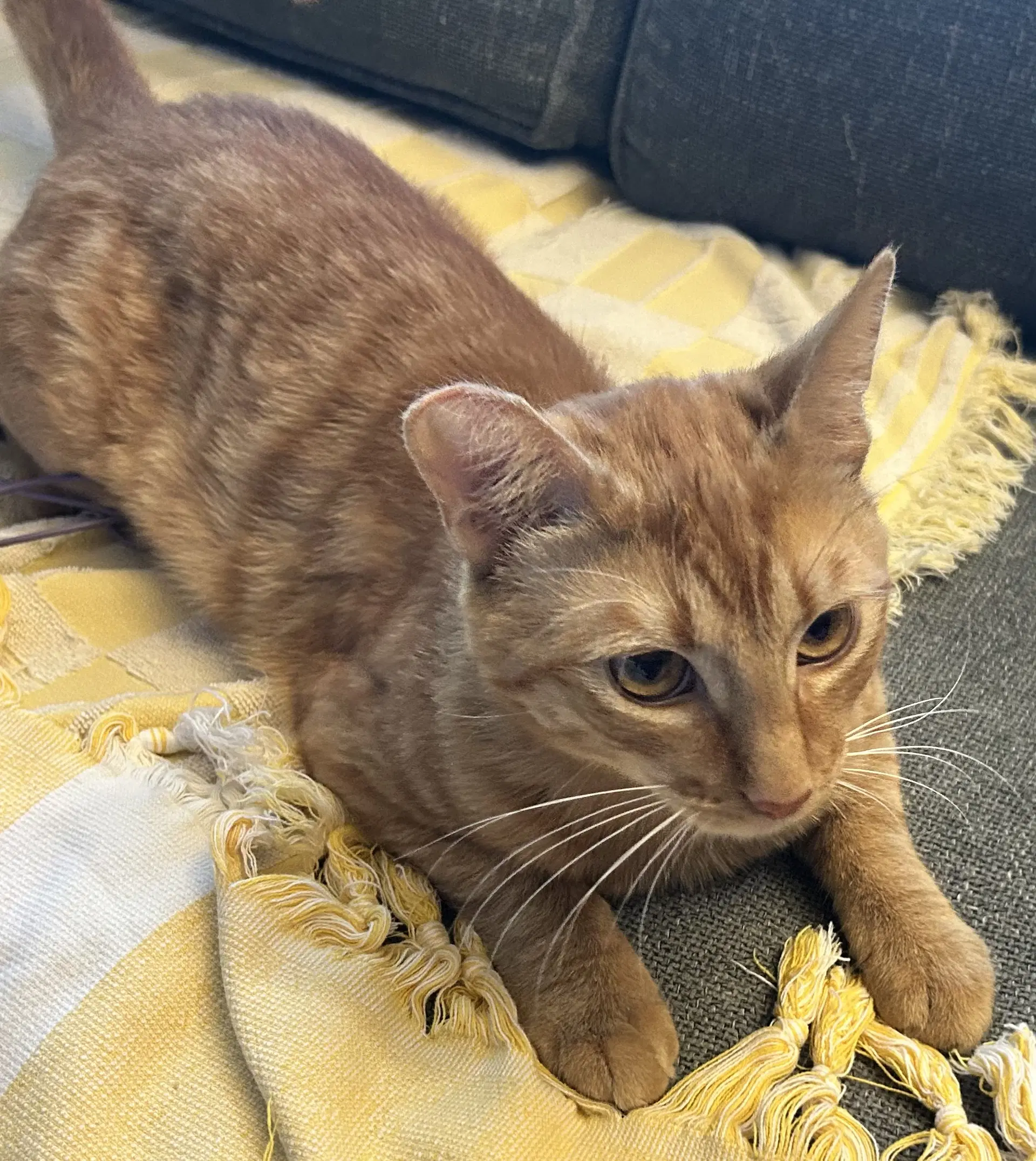 Copper - Tabby
