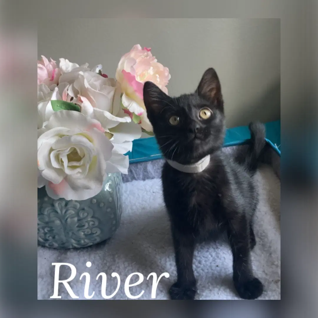 River - Domestic Short Hair