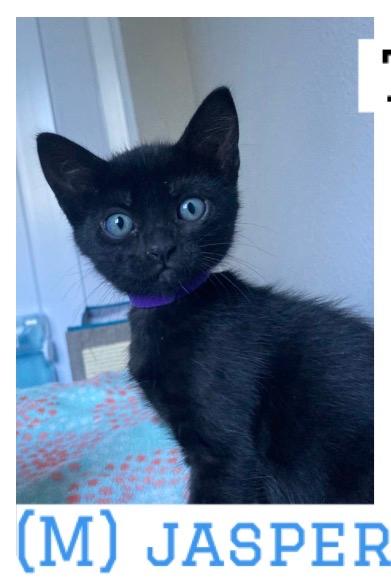 Jasper, a cat for adoption from Cat Tales Rescue