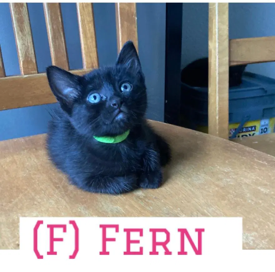 Fern image 2