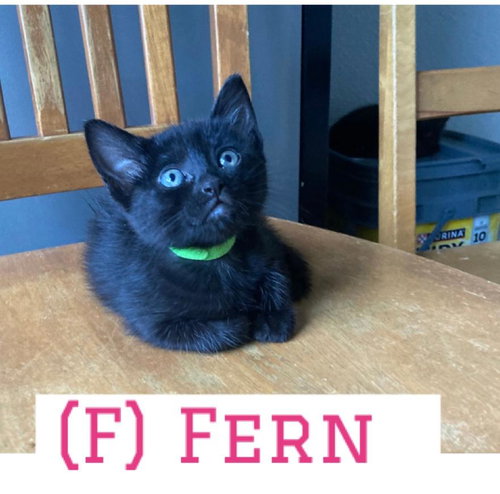 Photo 2 of Fern
