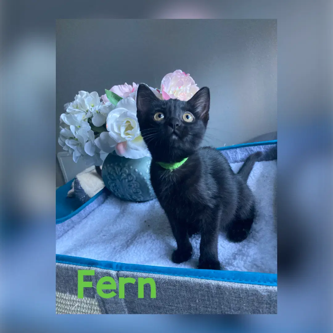 Fern - Domestic Short Hair