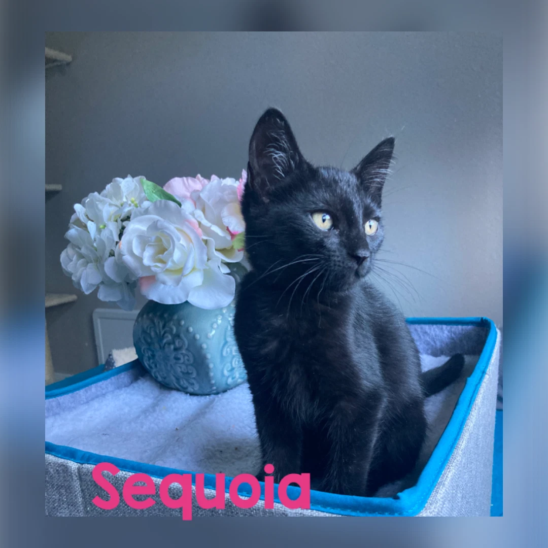 Sequoia