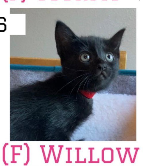 Photo 2 of Willow