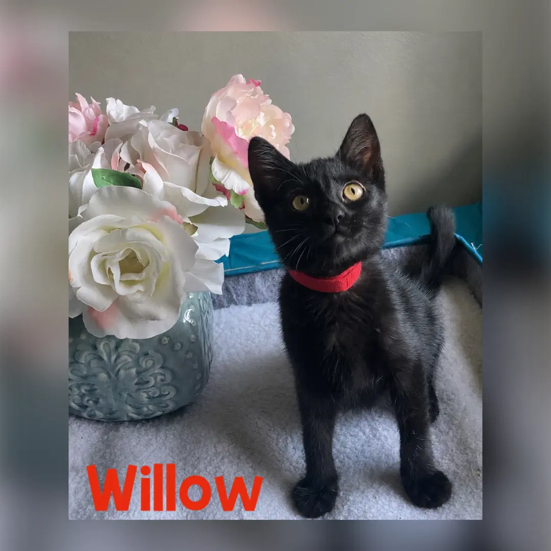 Willow - Domestic Short Hair