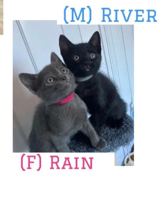 Rain image 2