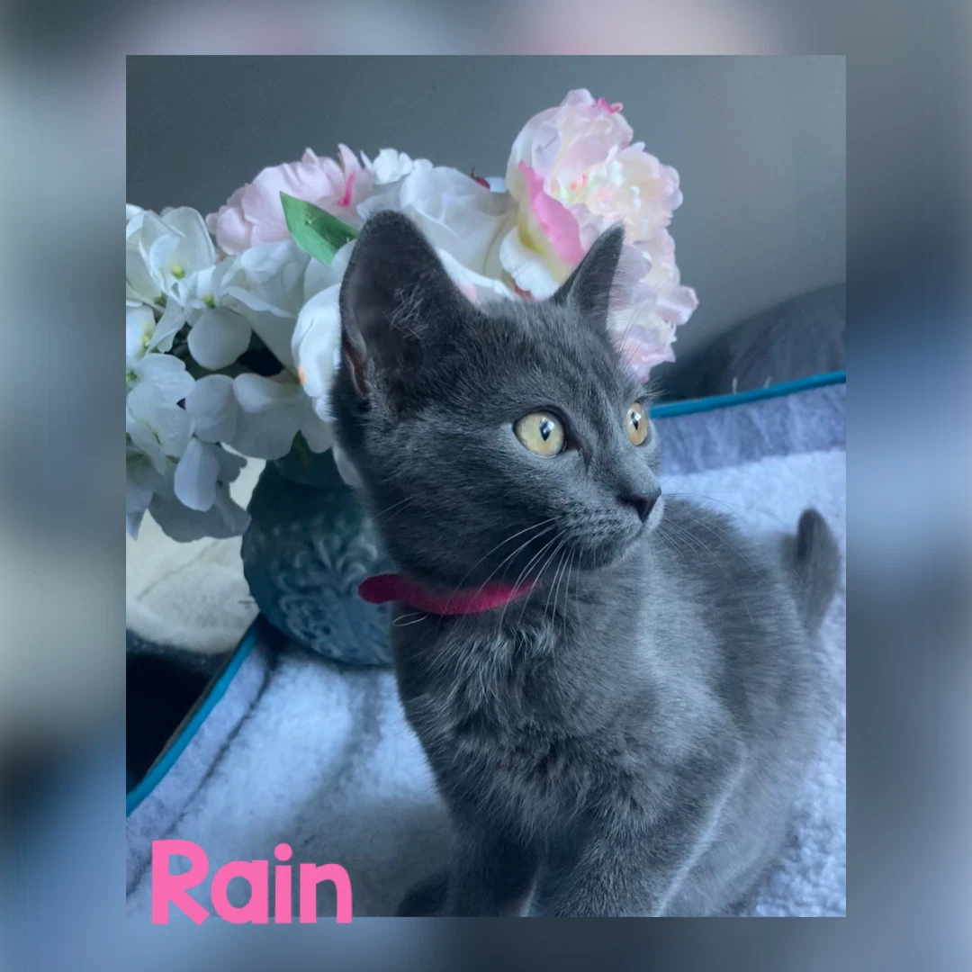 Rain