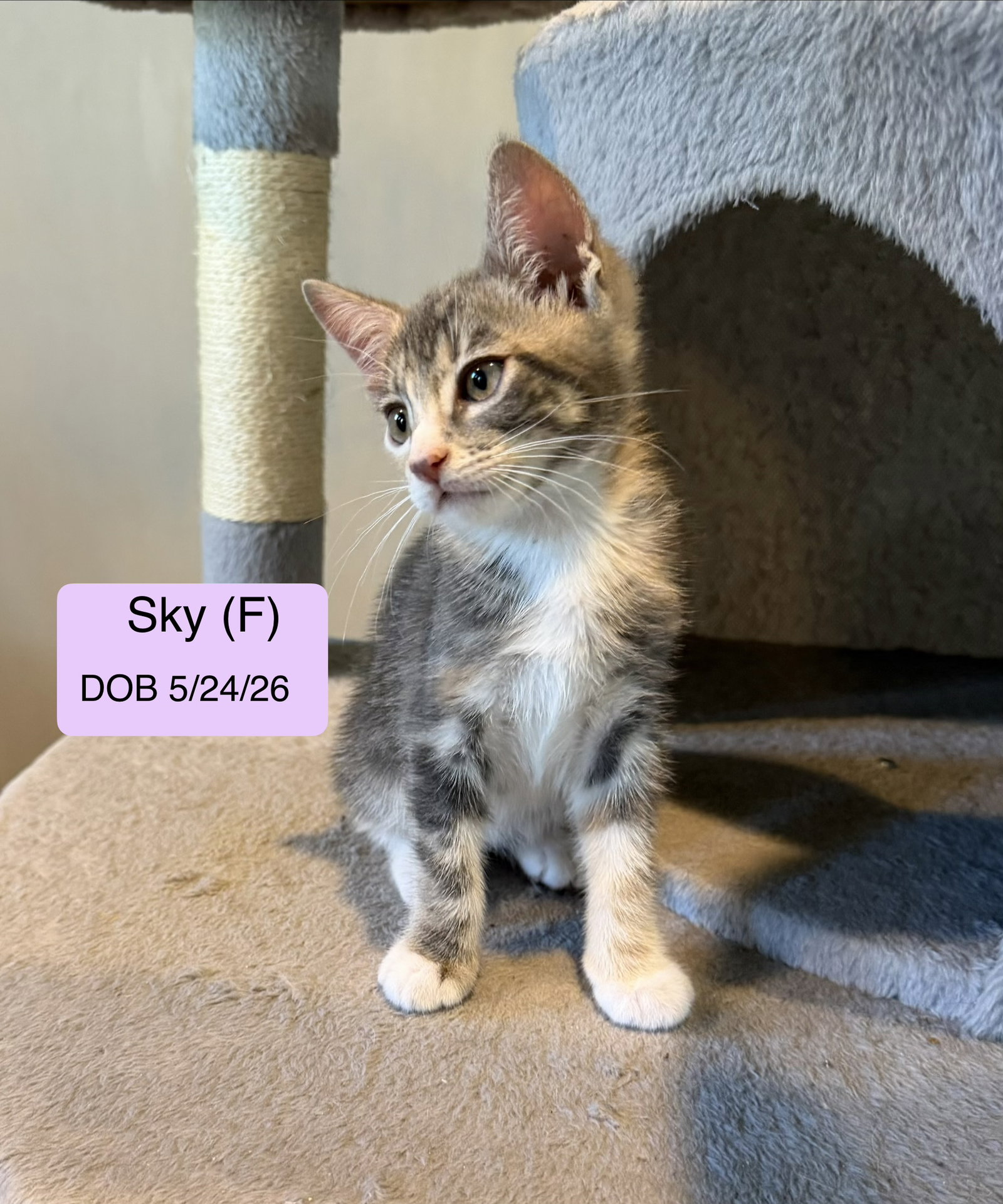 Sky, photo 2