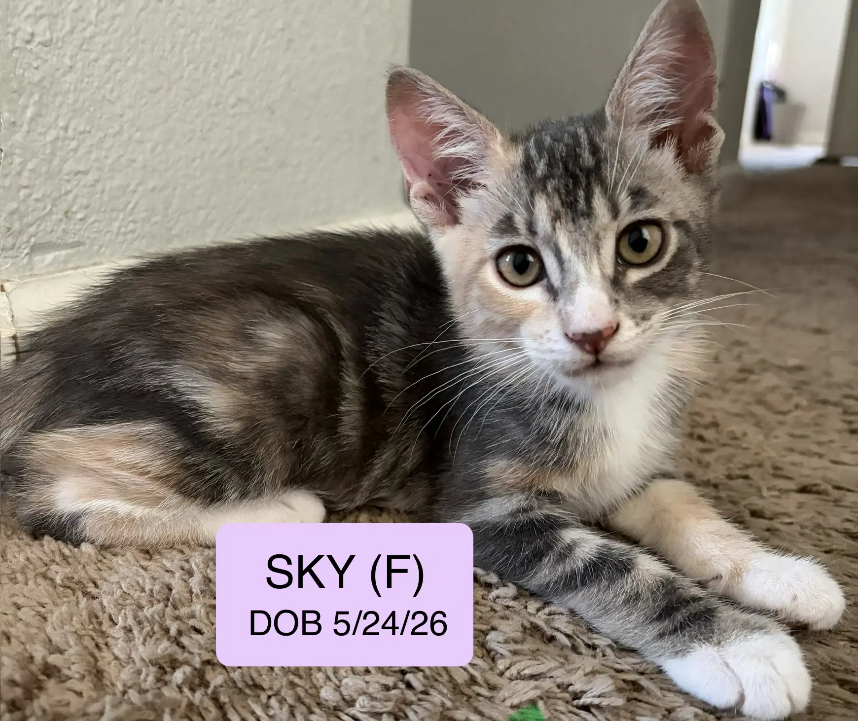 Sky - American Shorthair