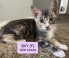 Sky