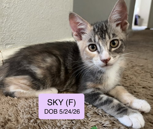 Sky, a cat for adoption from Cat Tales Rescue