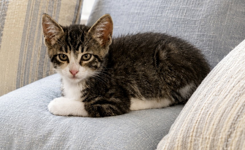 Milo, photo 2