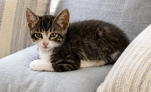 Photo 2 of Milo
