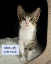 Milo