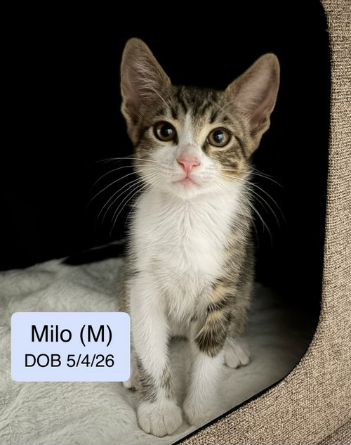 Milo, a cat for adoption from Cat Tales Rescue