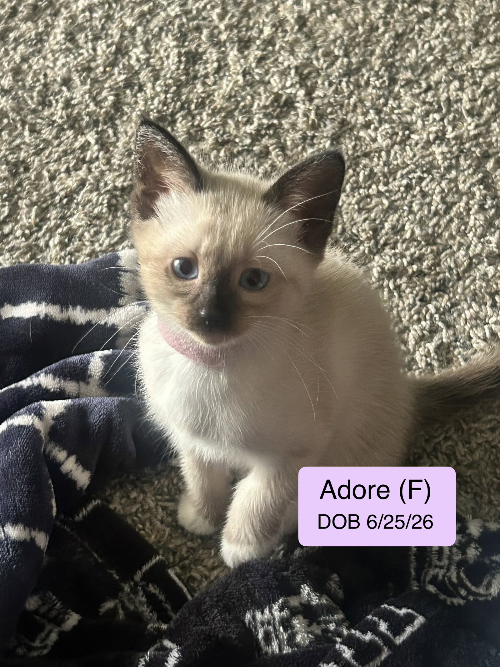 Adore, Siamese