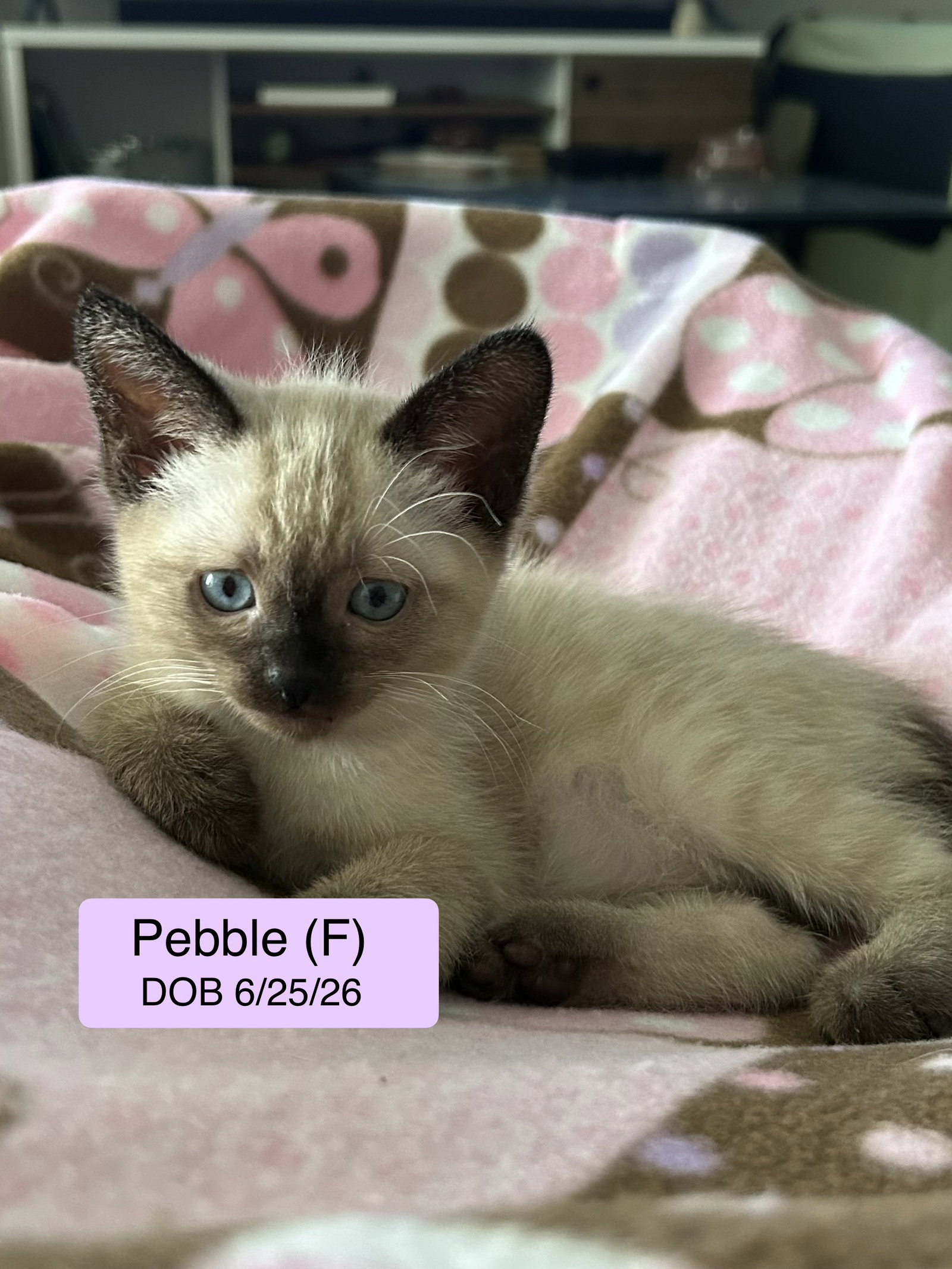 Pebble, Siamese