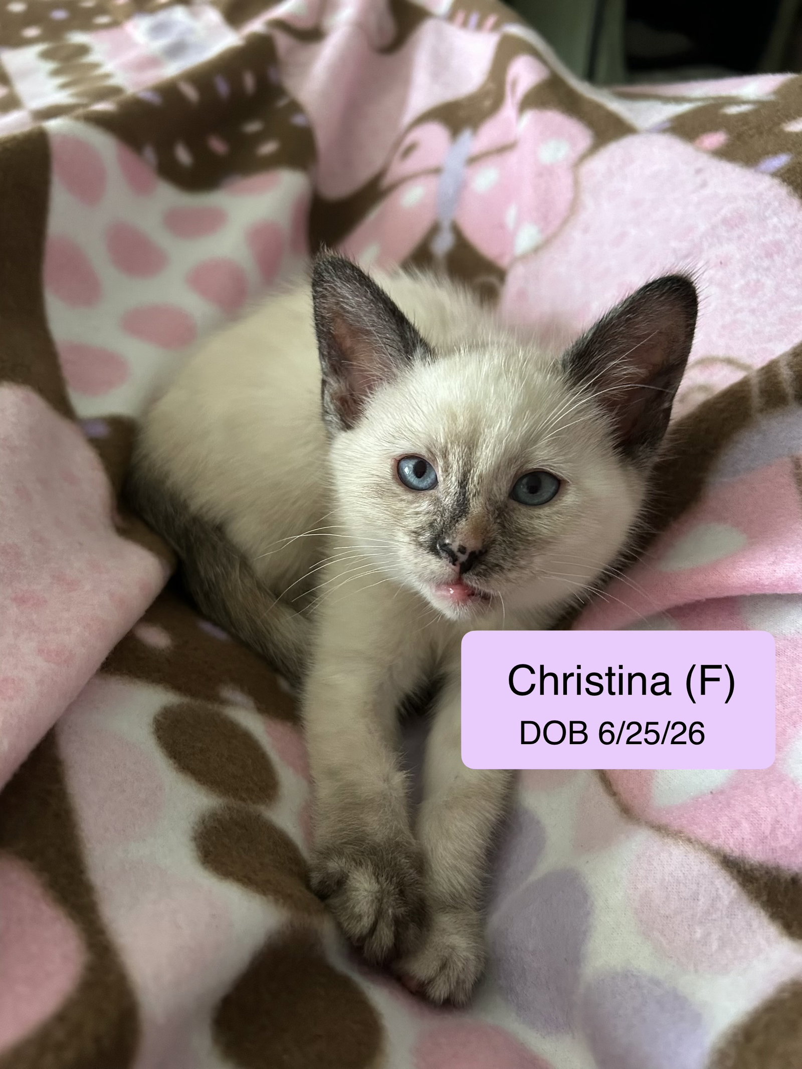 Christine, Siamese