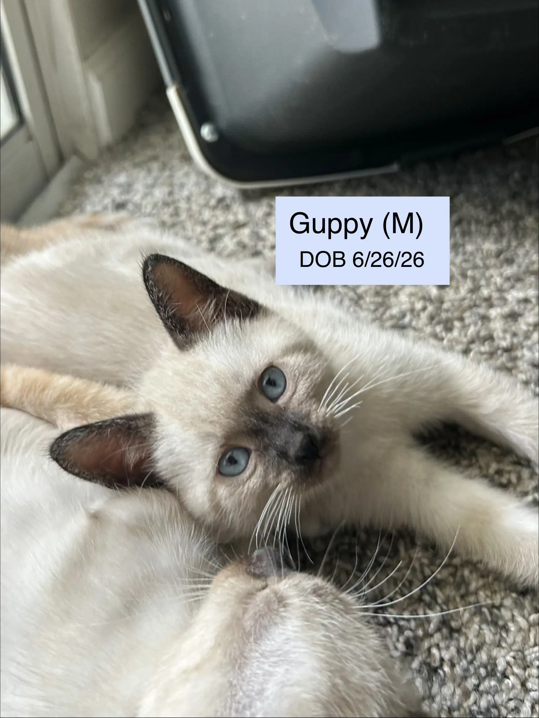 Guppy - Siamese